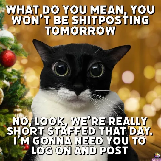 A black and white cat with wide, surprised eyes stares at the camera against a blurred background of Christmas lights and a…