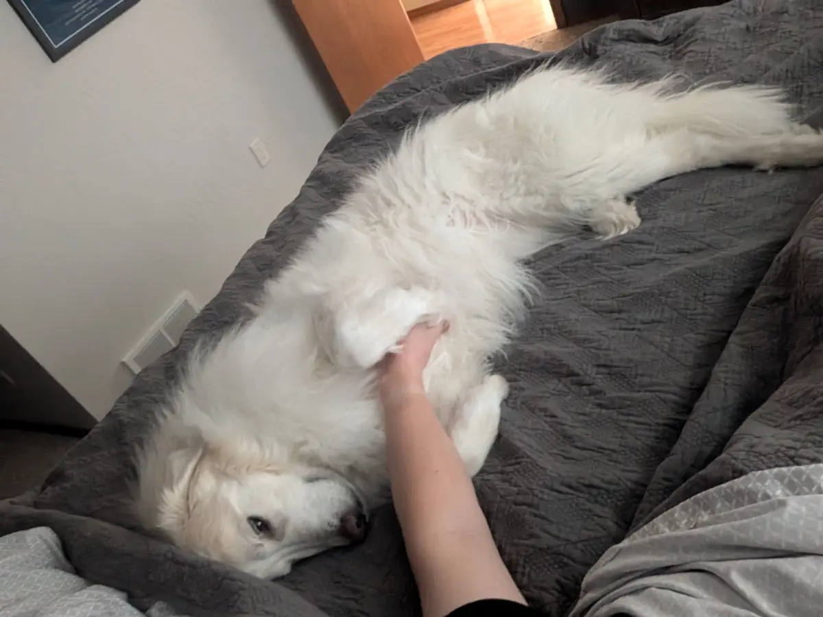 A fluffy white dog lies on its back on a gray bed, appearing relaxed as a person's hand gently pets its belly. The dog's…