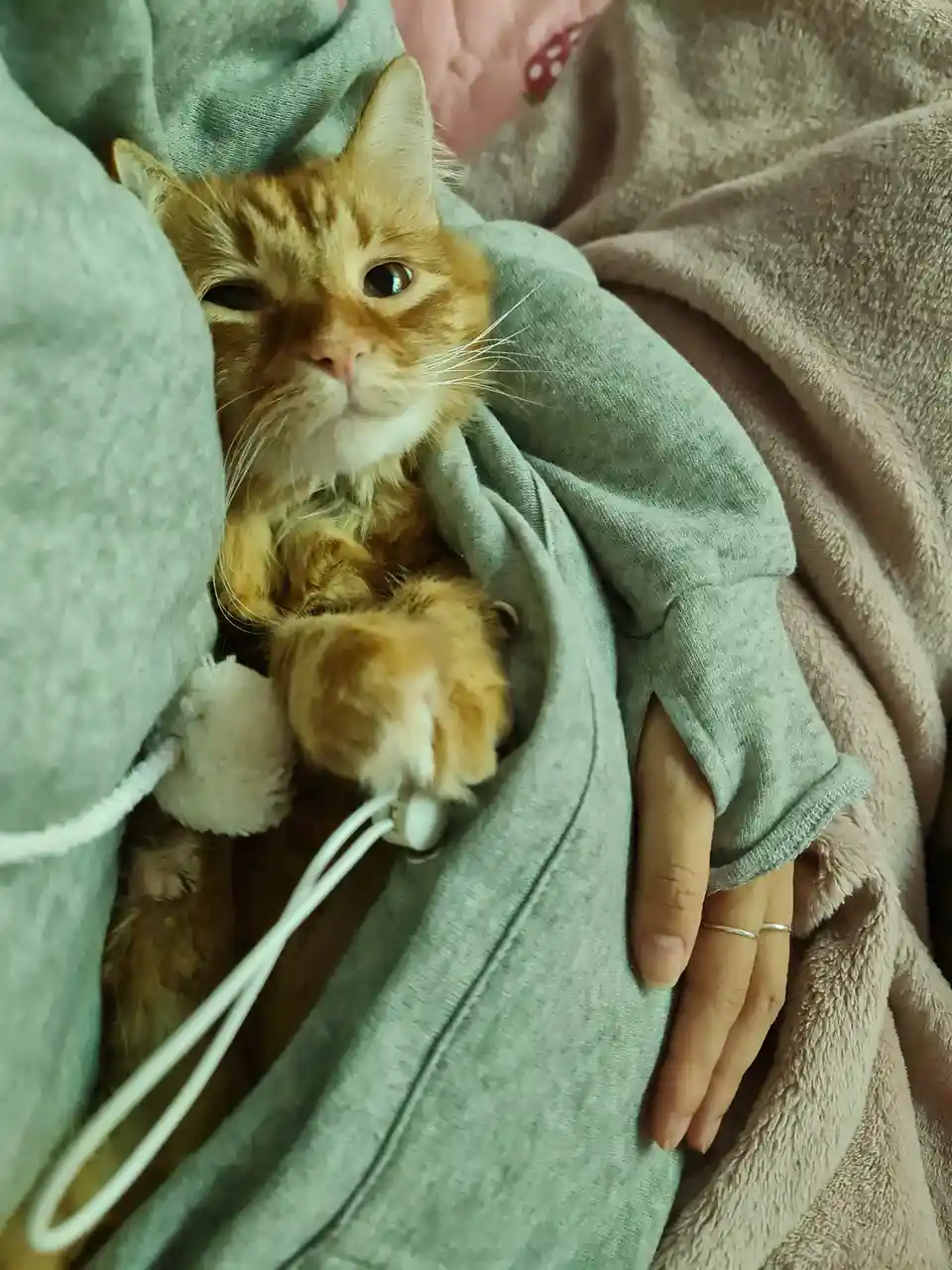 An orange tabby cat is nestled inside a person's light green hoodie, looking directly at the camera with one eye…