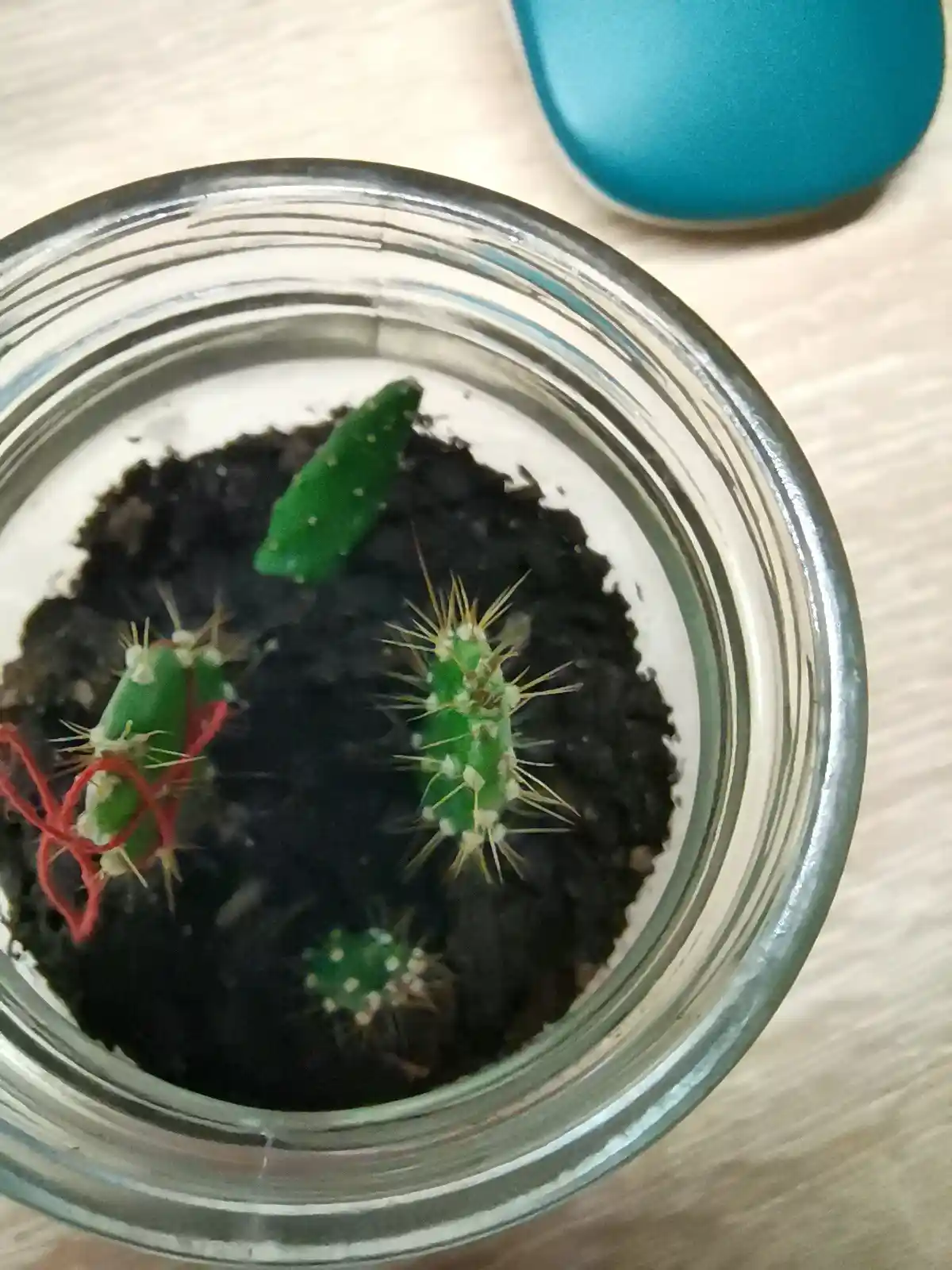 A top-down view of small green cactus pieces growing in dark soil inside a clear glass jar on a wooden surface. One cactus…