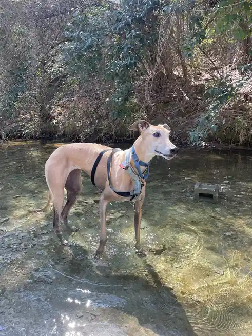 A tan greyhound stands in shallow, clear water with its legs submerged, wearing a harness and collar, looking off to the…