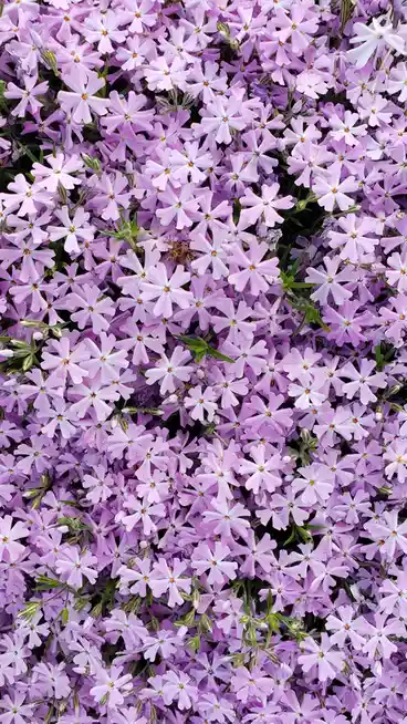 A dense field of small, light purple flowers with white centers and green stems fills the frame. Overlaid text reads 'i'm…