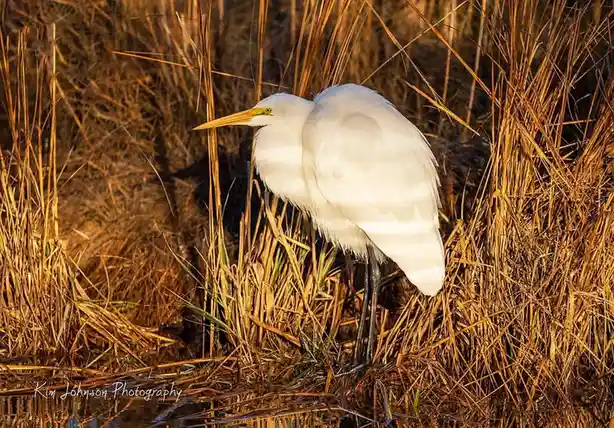 A white egret stands in golden-brown reeds near water, its body angled and head turned slightly, appearing to rest or preen…