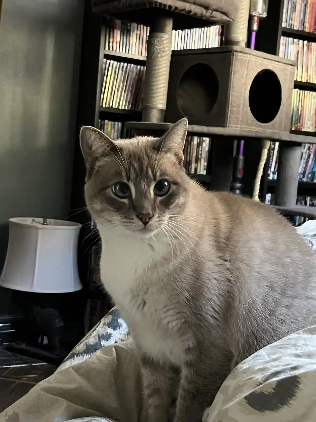 A light brown and white cat with large, expressive blue eyes sits upright on a patterned bedspread, looking directly at the…