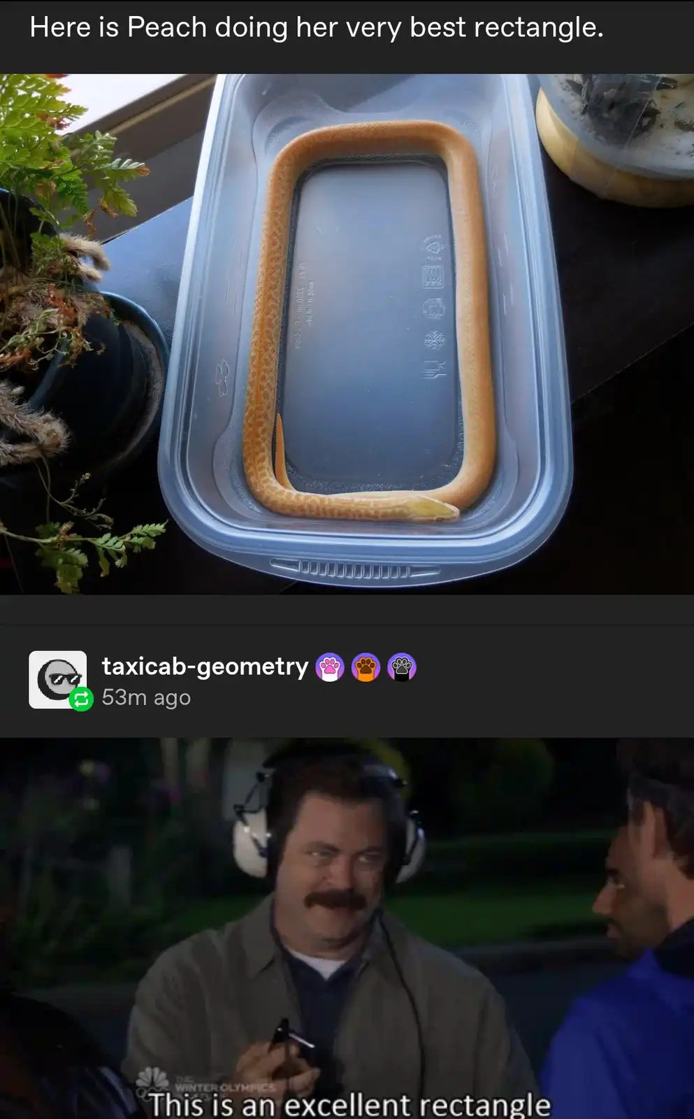 An orange snake named Peach is coiled neatly inside a clear plastic container, forming a near-perfect rectangle. The top…
