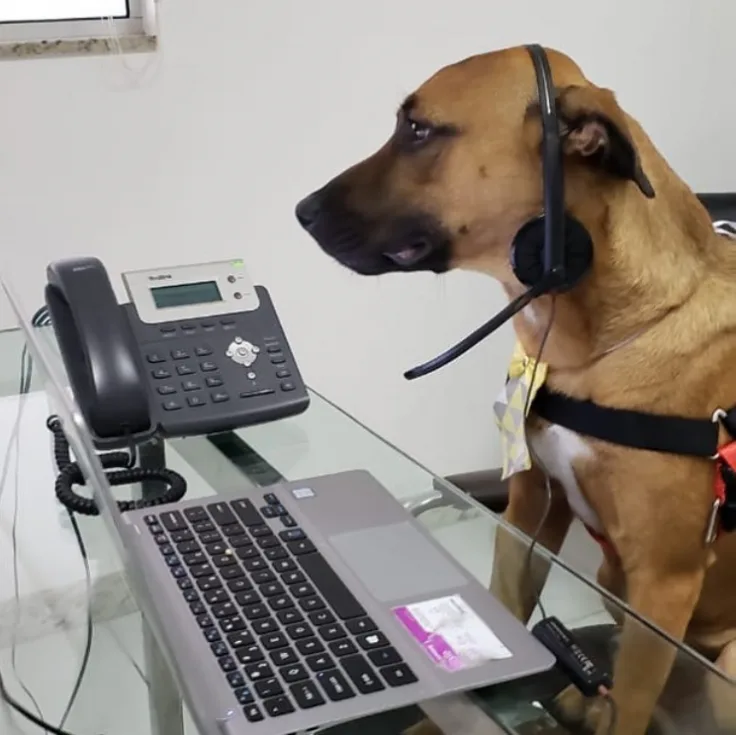 a tan dog wearing a headset and a yellow bowtie sits at a glass desk with a laptop and a landline phone, looking off to the…