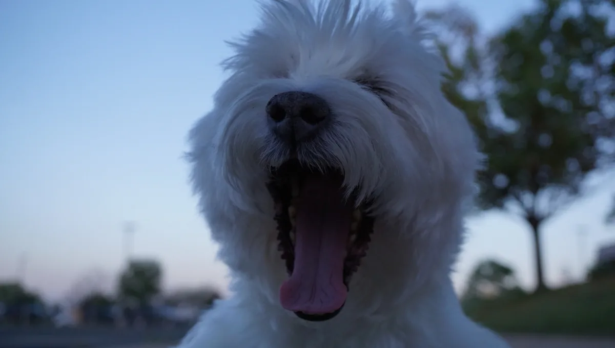 A close-up photo of a fluffy white dog yawning widely with its tongue out, set against a blurred outdoor background at dusk…