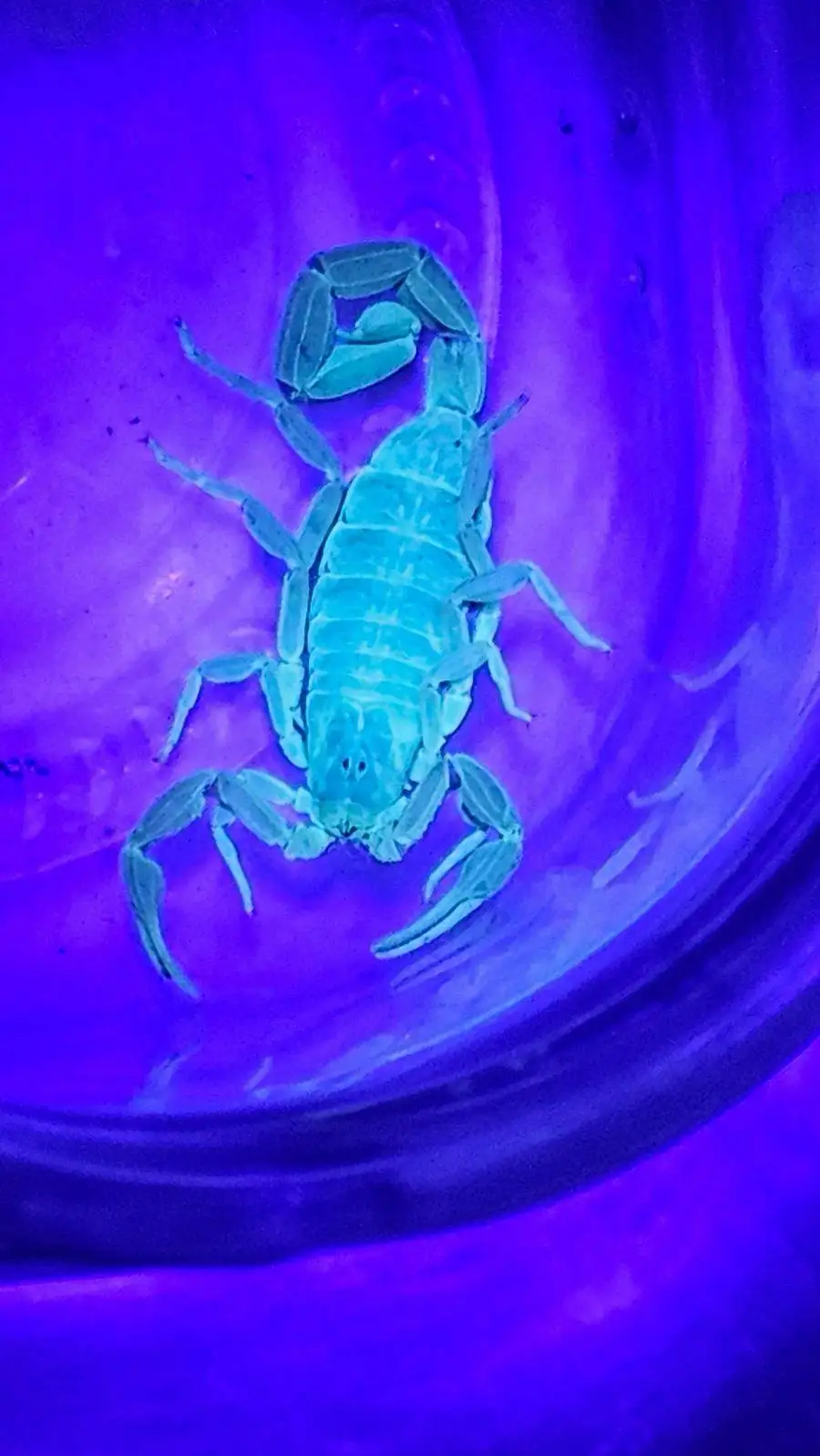 A scorpion is visible inside a glass jar, illuminated by ultraviolet light which makes it glow a bright cyan color against a…