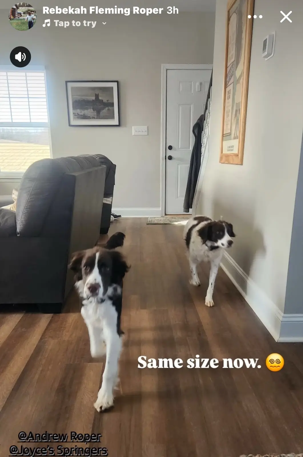 Two black and white border collie puppies stand in a hallway with hardwood floors, one running toward the camera and the…