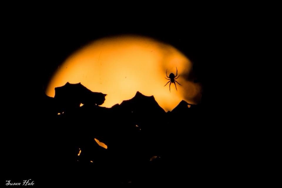 The sneaky spider that’s ready to cause chaos