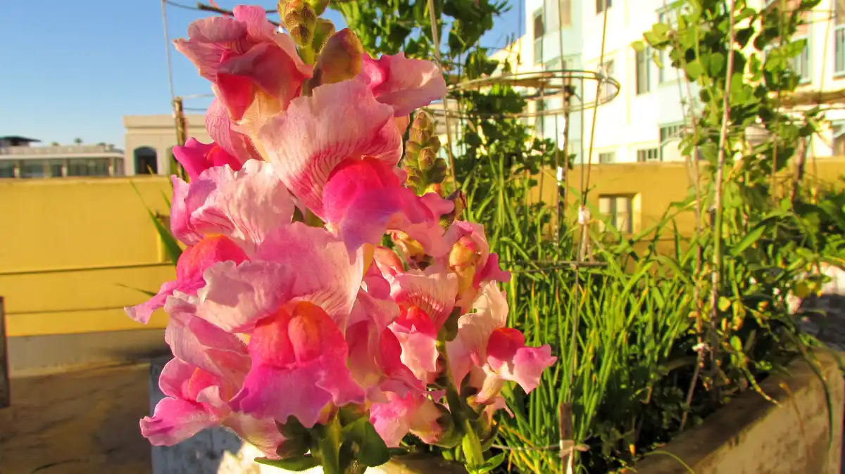 A close-up photo shows a cluster of pink and white snapdragon flowers in bright sunlight, with green foliage and buildings…