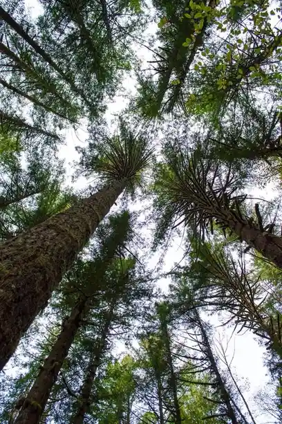 Gazing Up at the Sky