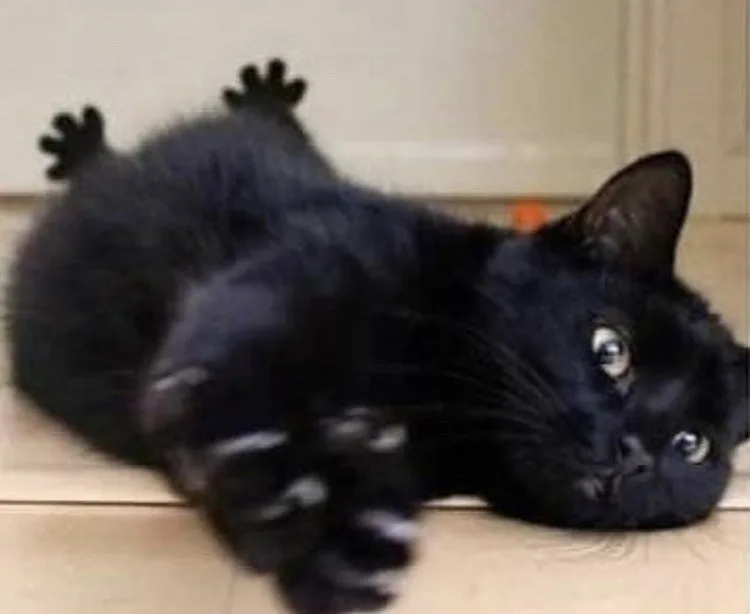 A black cat lies on its side on a light-colored floor, paws raised in the air, looking up with wide, innocent eyes. The…
