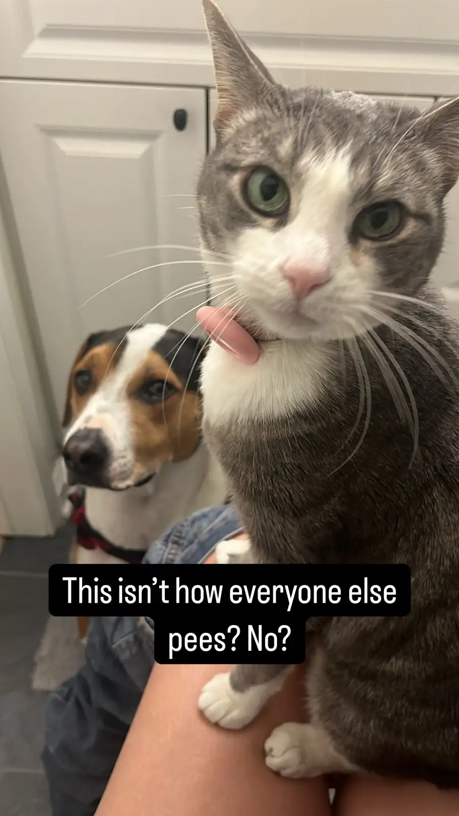 A close-up photo shows a gray and white cat with green eyes licking its own pink tongue out of its mouth while sitting on a…