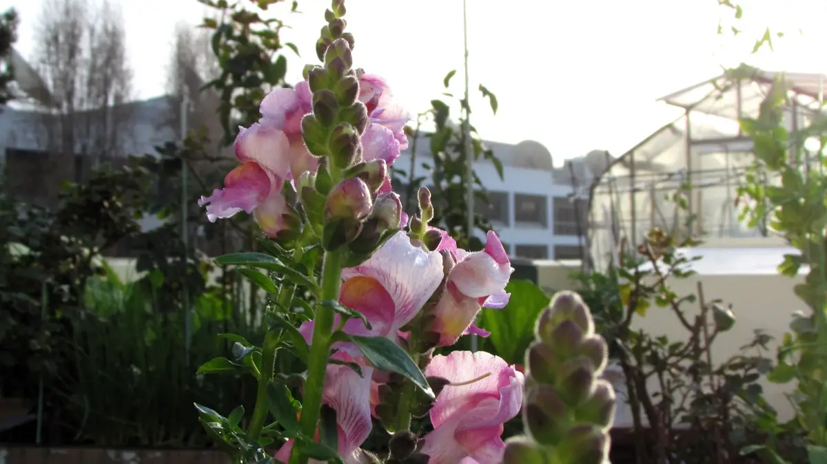A close-up photo of pink and white snapdragon flowers in a garden with dewdrops, set against a blurred background of…