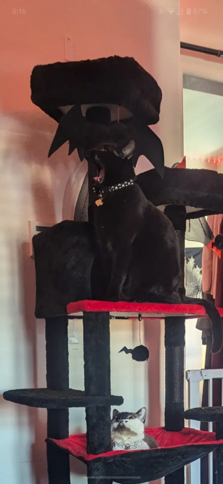 A black cat sits atop a multi-level cat tree, wearing a large black furry hat and yawning widely, while a smaller cat with a…