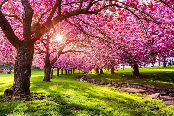 A serene landscape of vibrant pink cherry blossom trees lining a grassy path with sunlight filtering through the branches…