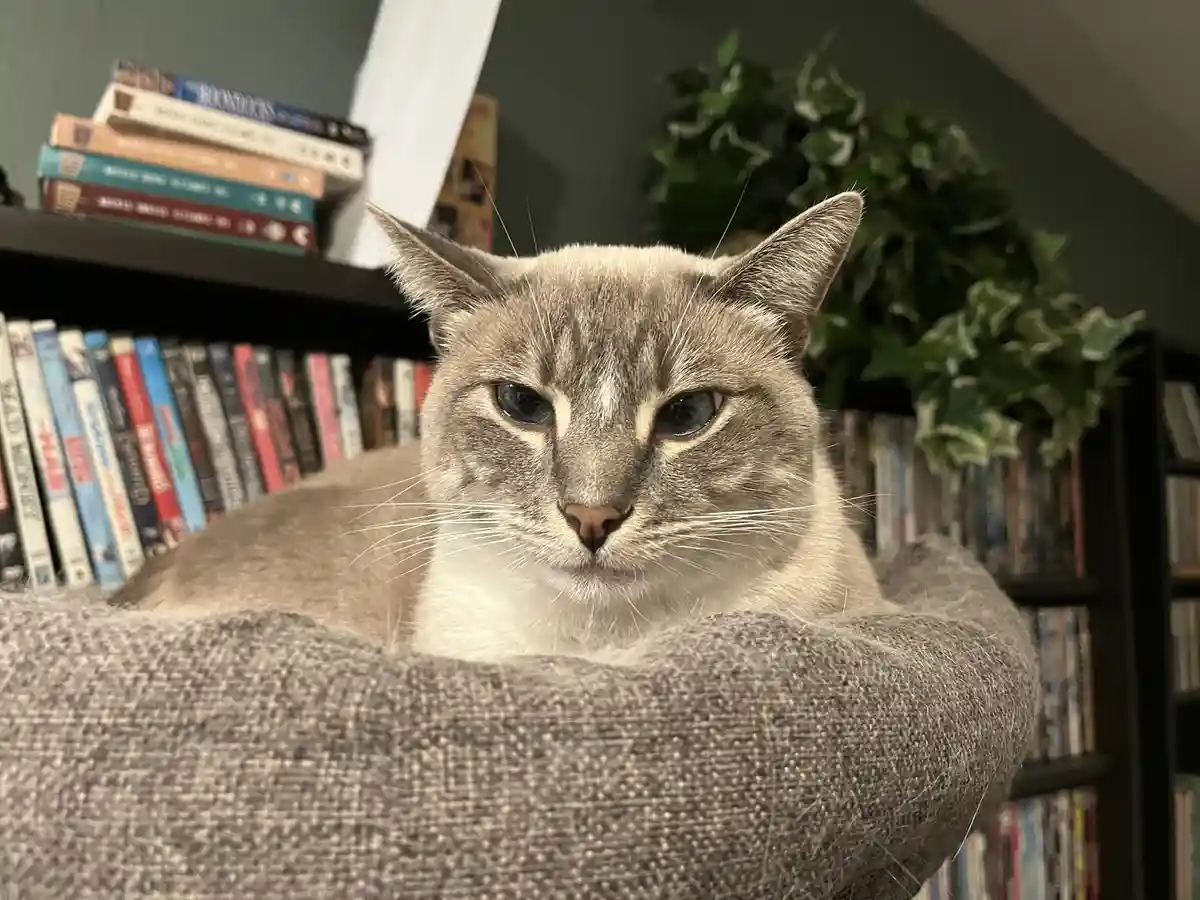A grey and white cat with blue eyes sits in a grey fabric bed, looking directly at the camera with a bored expression…