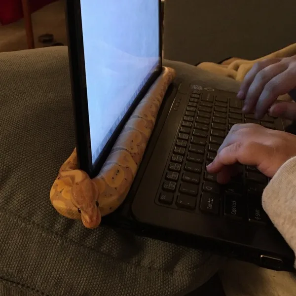 A person is typing on a laptop while a light brown snake with patterned scales is draped over the left side of the laptop…