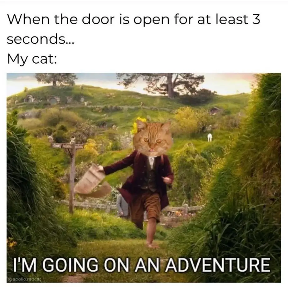 An orange tabby cat's head is superimposed onto the body of a hobbit-like character running through a grassy, rolling hill…