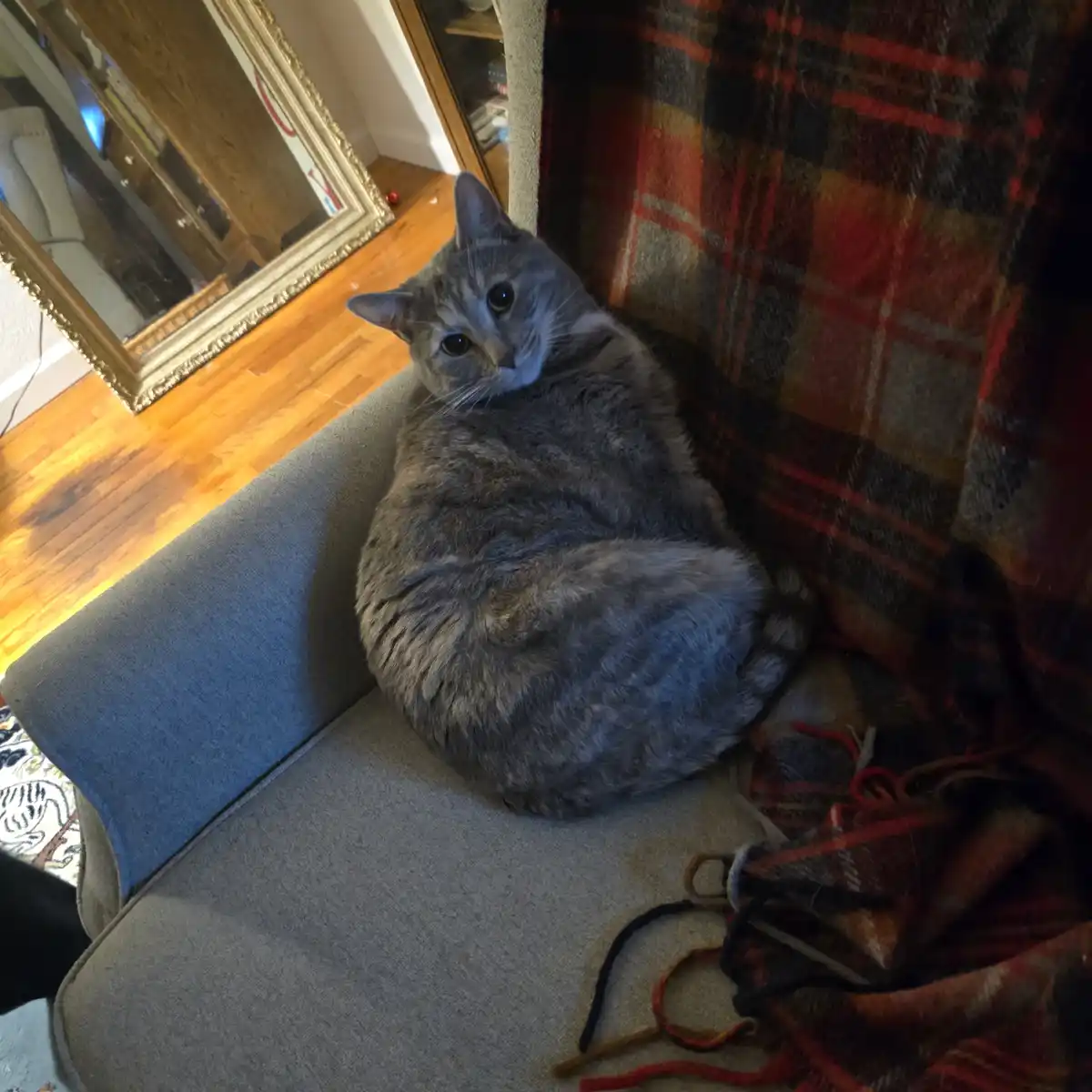 A daily dose of adorable cat pictures to brighten your day