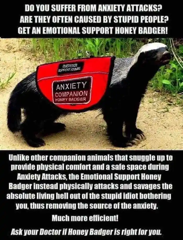A honey badger wearing a red vest labeled 'EMOTIONAL SUPPORT ANIMAL' and 'ANXIETY COMPANION HONEY BADGER' stands outdoors on…