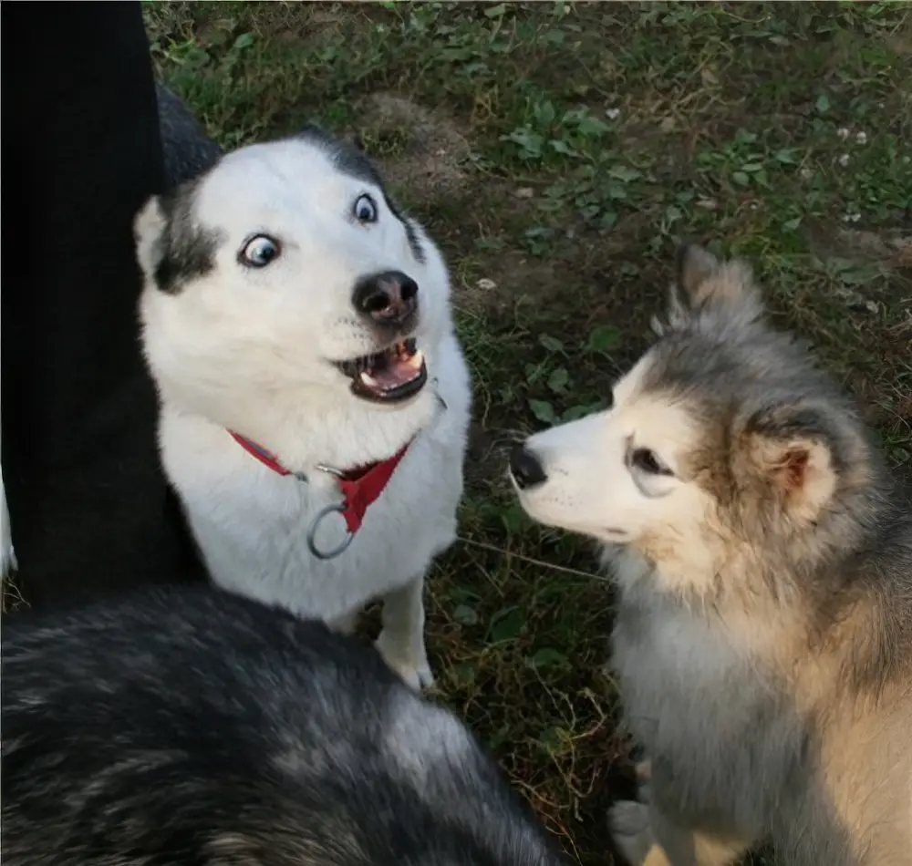 A white and gray husky with wide, shocked eyes and an open mouth wearing a red collar looks upward, while a gray and white…