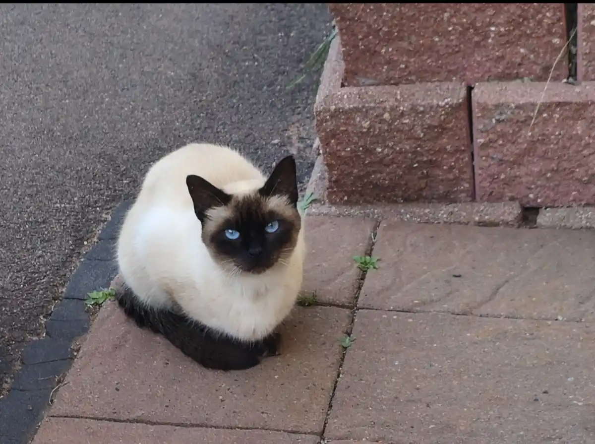 A cream-colored Siamese cat with dark brown points and striking blue eyes sits on a red brick sidewalk next to asphalt…