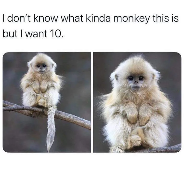 The image displays two side-by-side photos of a small, fluffy, light-brown monkey with large dark eyes, sitting on a tree…