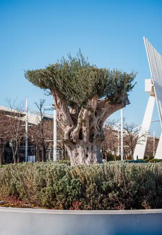 A gnarled, multi-trunked tree with a distinctly human-like face carved into its bark stands in a landscaped planter. The…