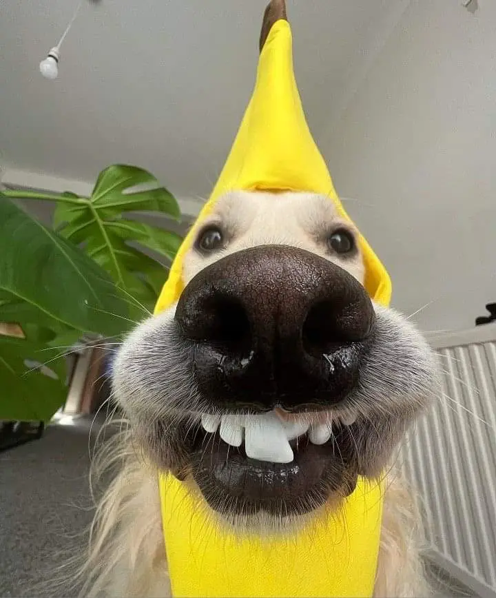 A close-up photo of a light-colored dog wearing a yellow banana costume, with its face filling the frame. The dog has a…