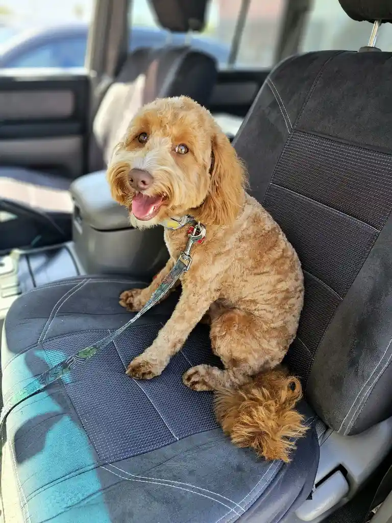 A fluffy, light brown dog with a happy expression sits on a car seat covered with a blue and teal patterned seat cover…