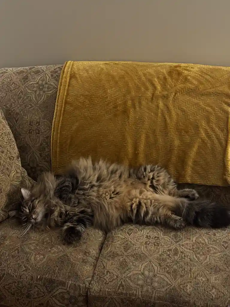 A fluffy, long-haired tabby cat is sprawled on its back on a patterned brown couch, belly exposed, with a mustard-yellow…