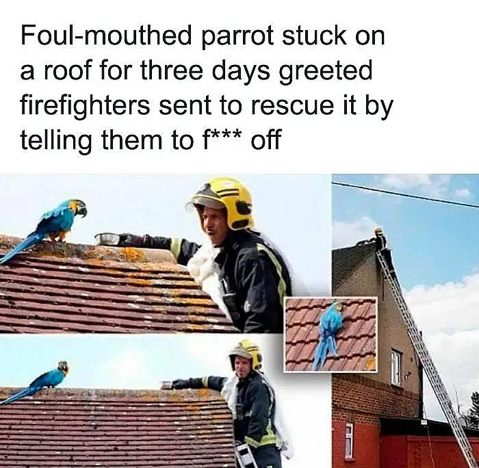 A composite image shows a blue-and-yellow macaw perched on a tiled roof, with firefighters in yellow helmets and gear…