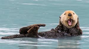 An otter floats on its back in calm blue water, mouth wide open in a joyful expression, one paw raised as if waving. The…