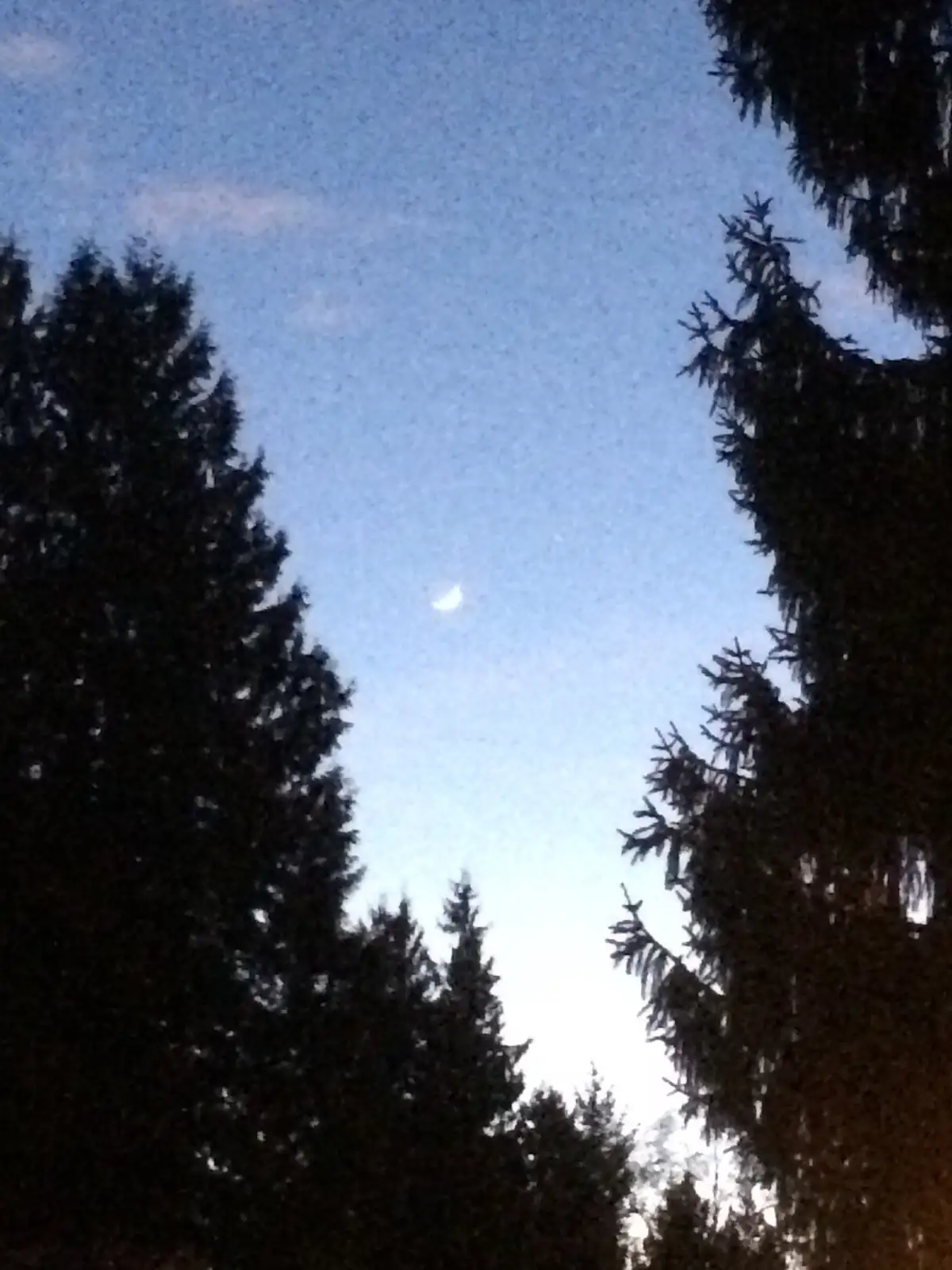 A low-angle photo shows a crescent moon visible in a dusky blue sky, framed by the dark silhouettes of tall evergreen trees…