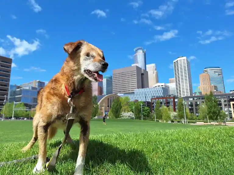 A medium-sized, scruffy brown dog with a red collar and leash stands on vibrant green grass in a city park, looking slightly…