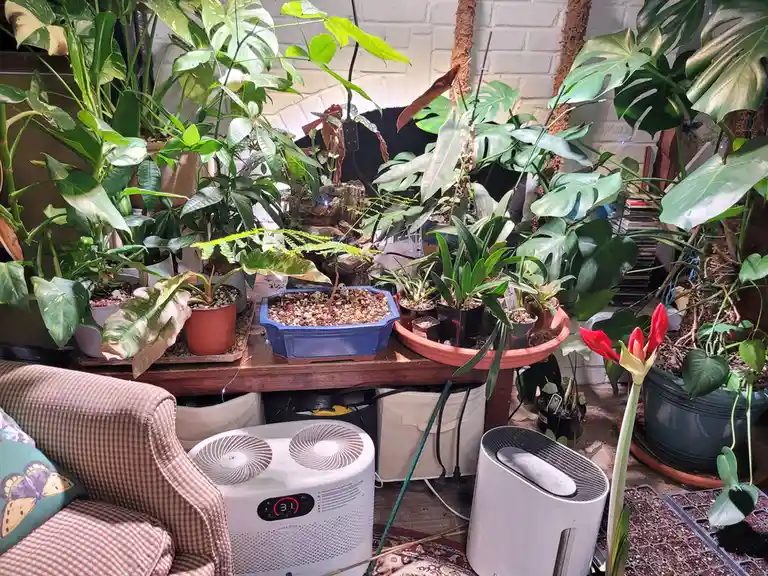 A densely packed indoor space filled with numerous potted tropical plants, including monstera and other leafy varieties…