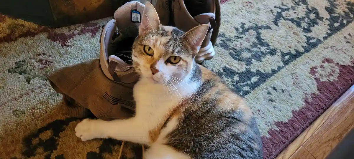 Meet the Adorable Feline Star