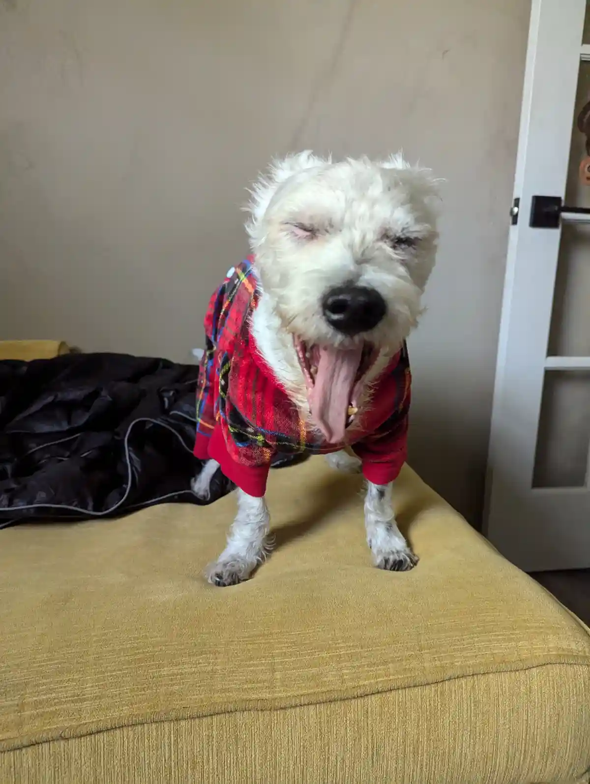 A small white dog wearing a red plaid shirt stands on a mustard-yellow couch, yawning widely with its tongue out and eyes…