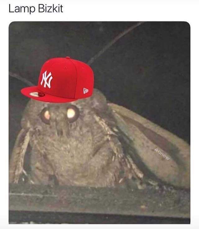 A close-up photo of a large, fuzzy moth with glowing eyes, digitally edited to have a red New York Yankees baseball cap…