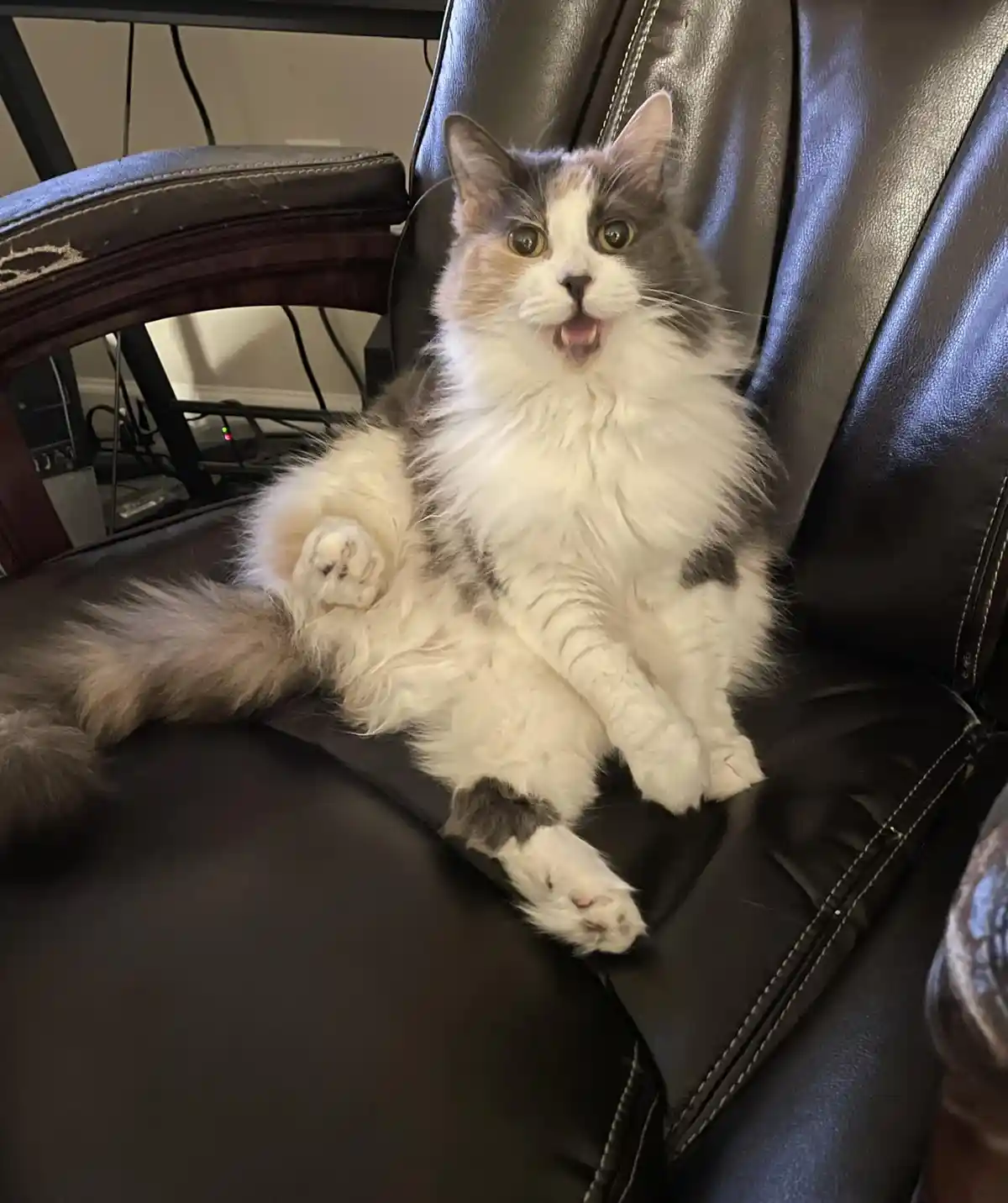 A fluffy calico cat with wide, surprised eyes and an open mouth sits upright on a dark brown leather chair, looking directly…