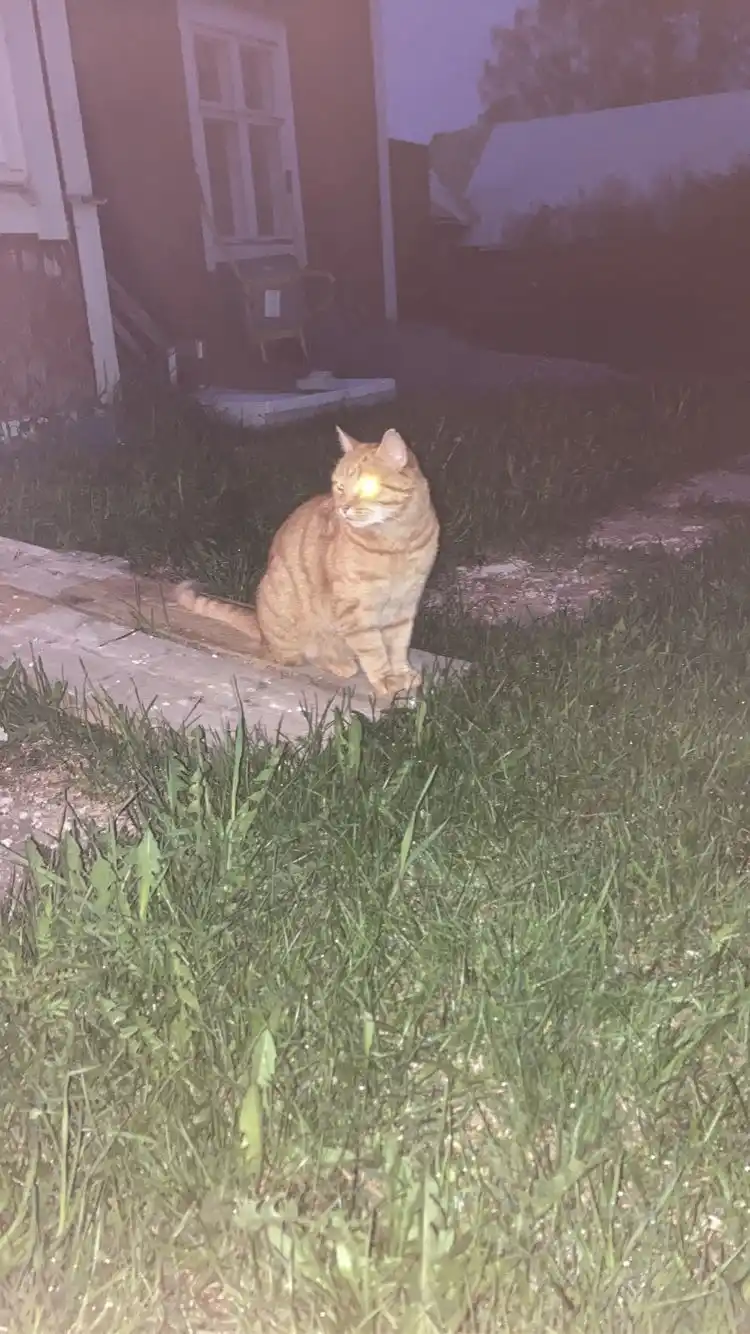 An orange tabby cat sits on a concrete path at night in a grassy yard, its right eye glowing bright yellow from a camera…