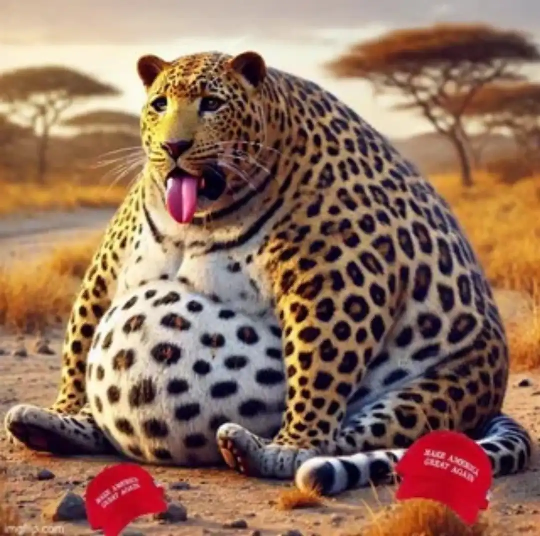 A digitally altered image shows an extremely overweight leopard sitting in a savanna, its belly bulging and tongue out, with…