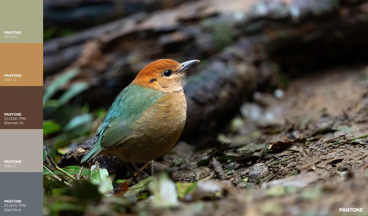 A close-up photograph of a small, colorful bird with a reddish-brown head, green wings, and a tan body, standing on forest…