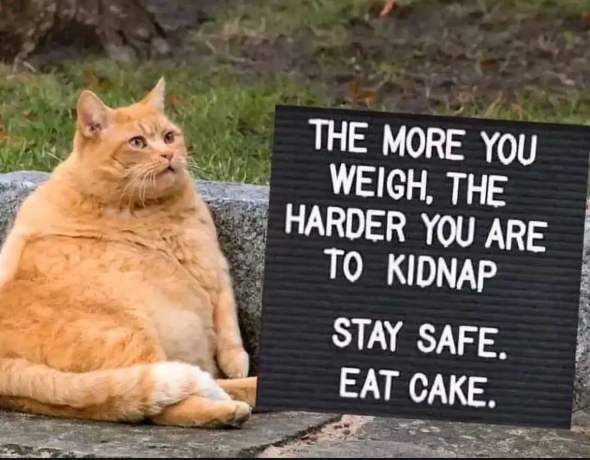 A very overweight orange tabby cat sits on a stone ledge outdoors next to a black letterboard sign. The sign reads: 'THE…