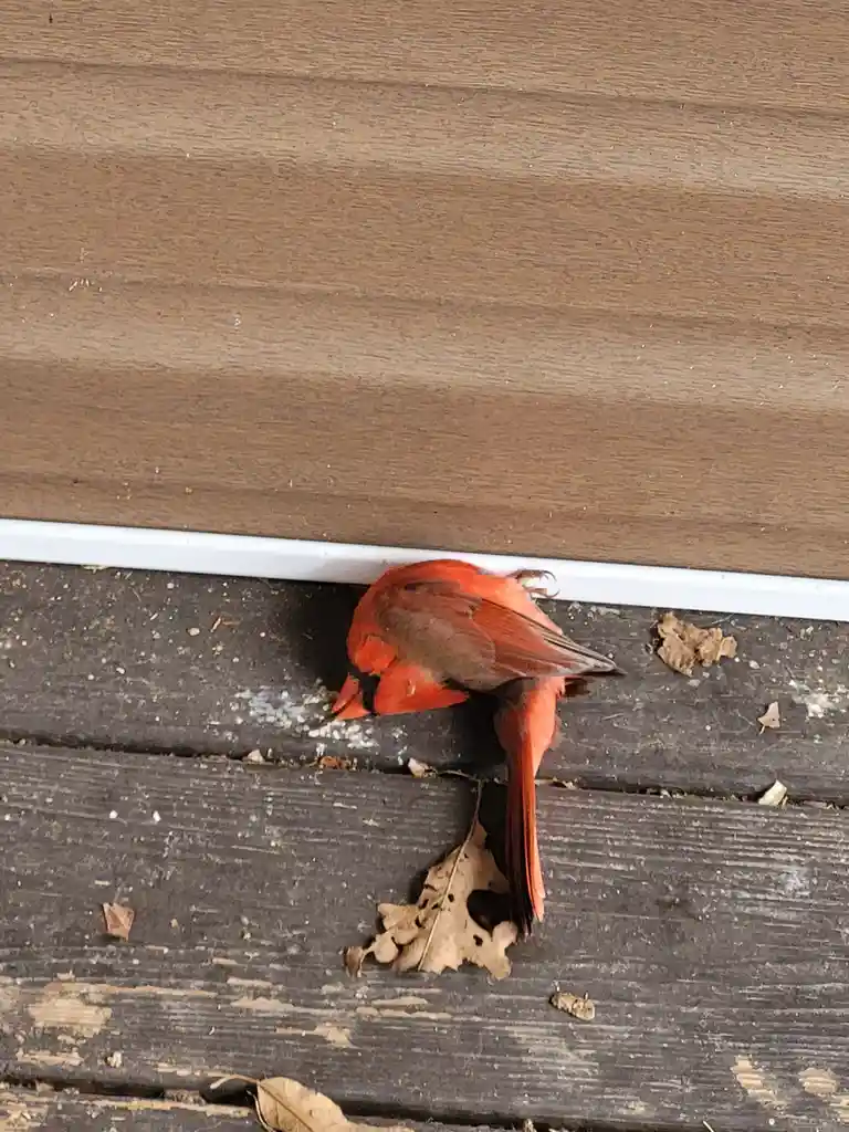 A bright red male cardinal bird lies motionless on dark wooden decking, its head tucked down near a white trim line…