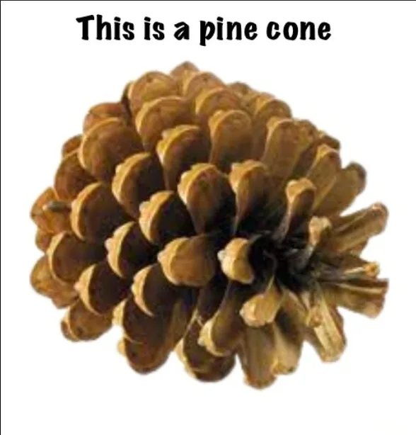 A close-up photograph of a brown pine cone against a plain white background, with the text 'This is a pine cone' overlaid in…