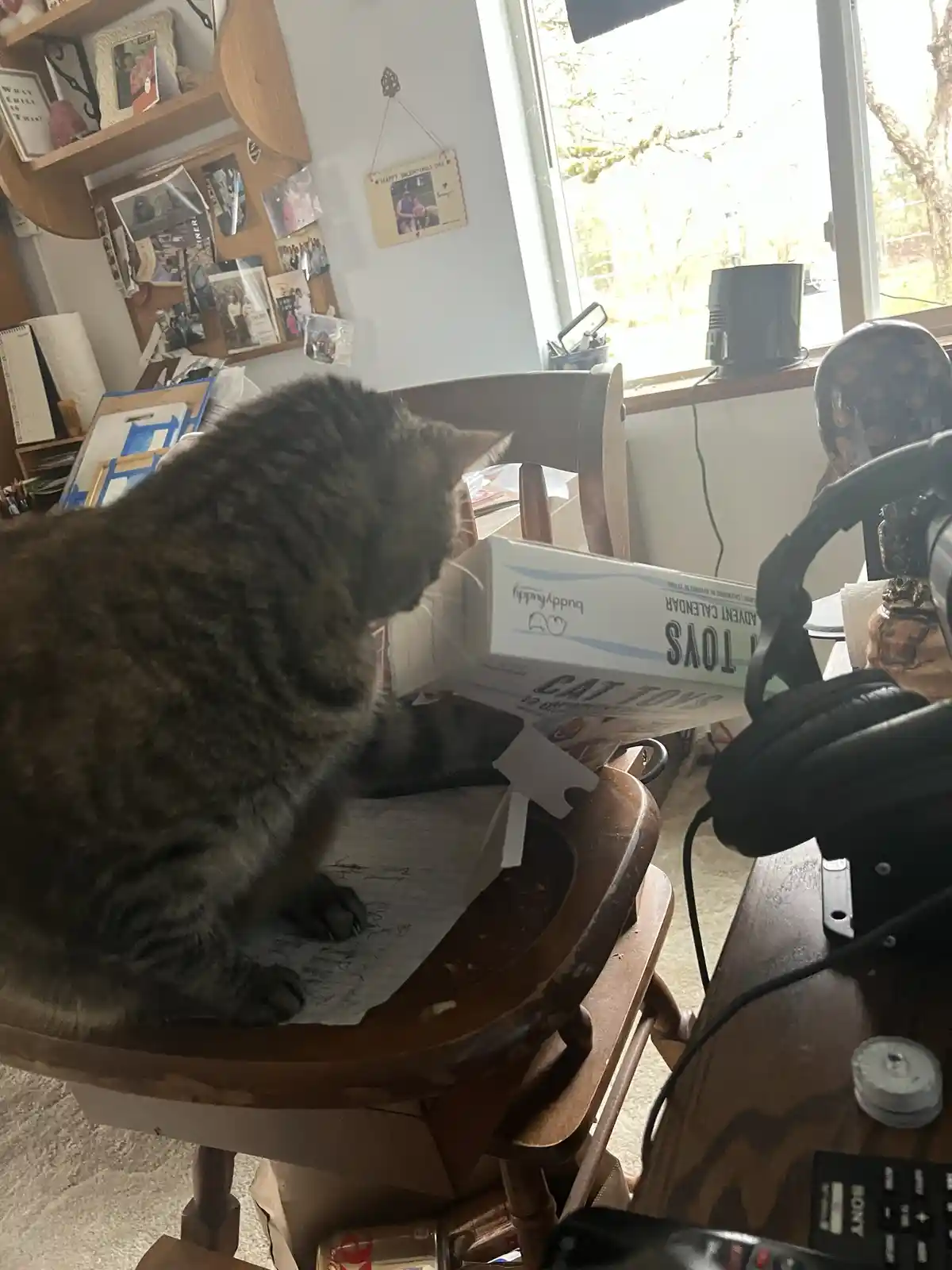 A Daily Dose of Cat Cuteness to Brighten Your Day