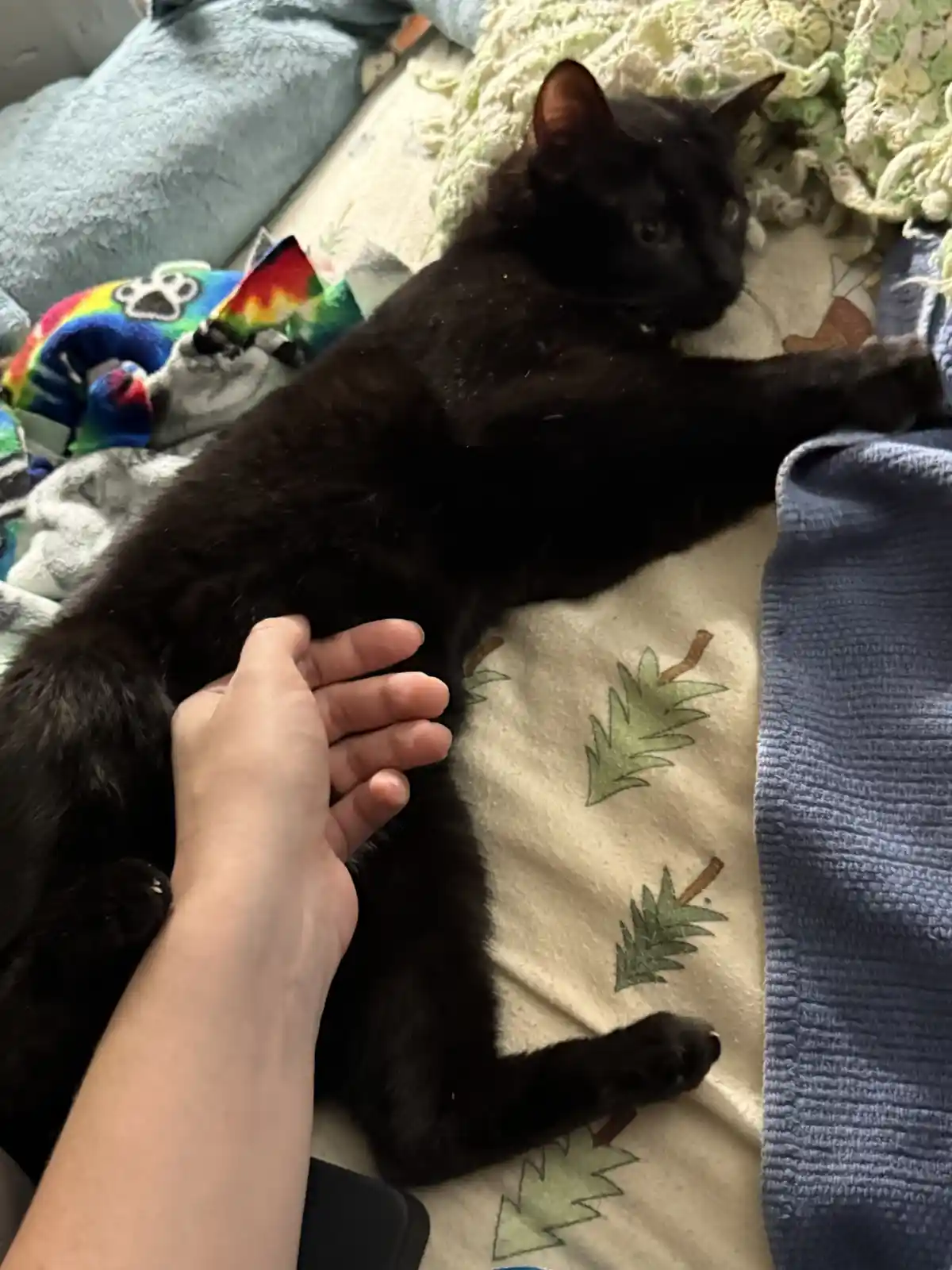 A black cat lies relaxed on a patterned blanket while a human hand pets its side. The cat's head is turned away, looking…